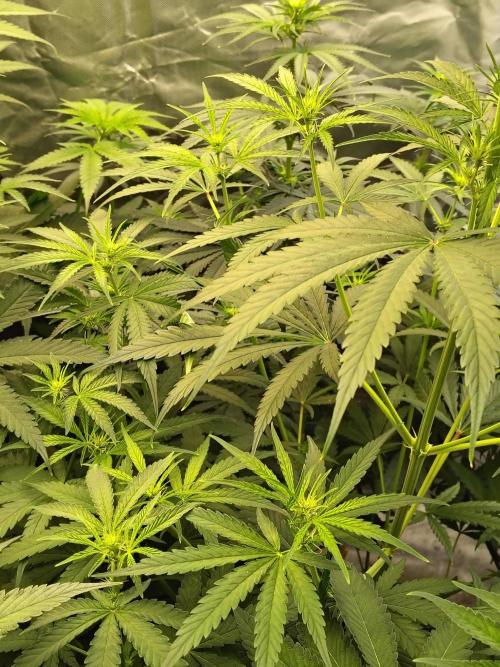 Sunset Sherbet Go Fast. Week 6