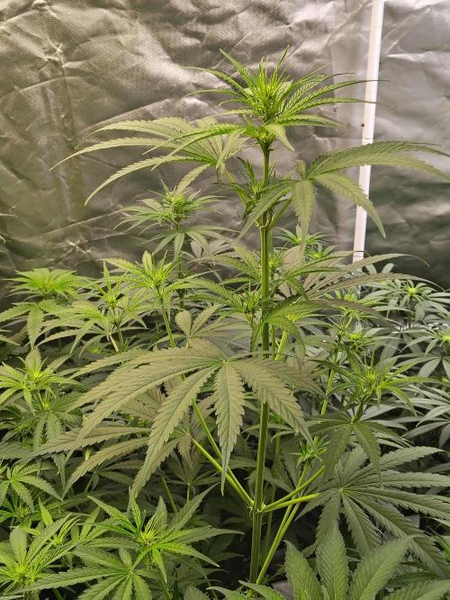 Sunset Sherbet Go Fast. Week 6