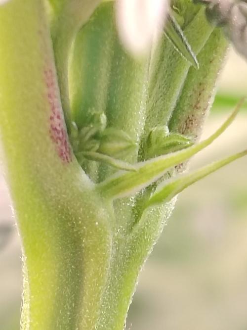 Grizzly Glue. Week 8