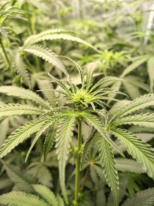 Grizzly Glue. Week 8