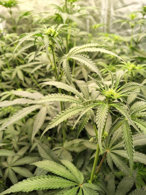 Grizzly Glue. Week 8