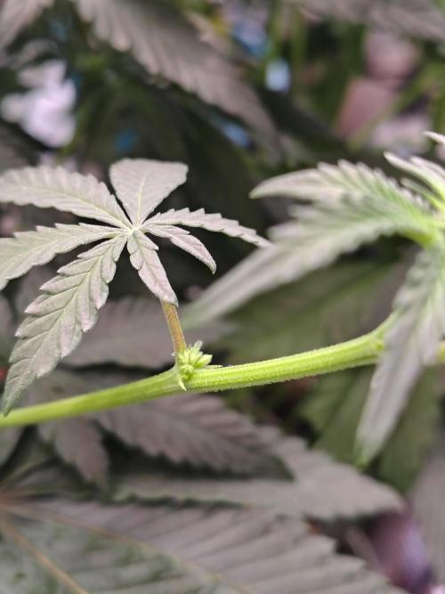 Grizzly Glue. Week 8