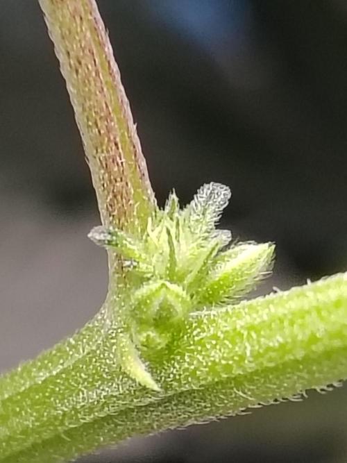 Grizzly Glue. Week 8