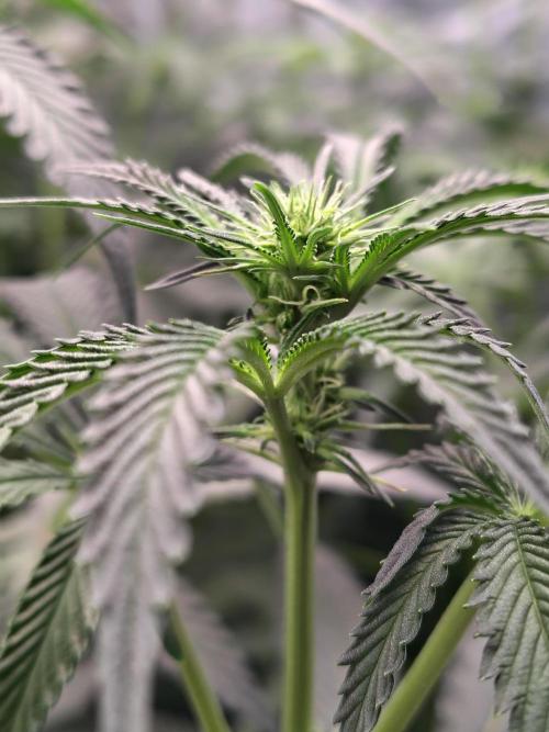 Grizzly Glue. Week 8