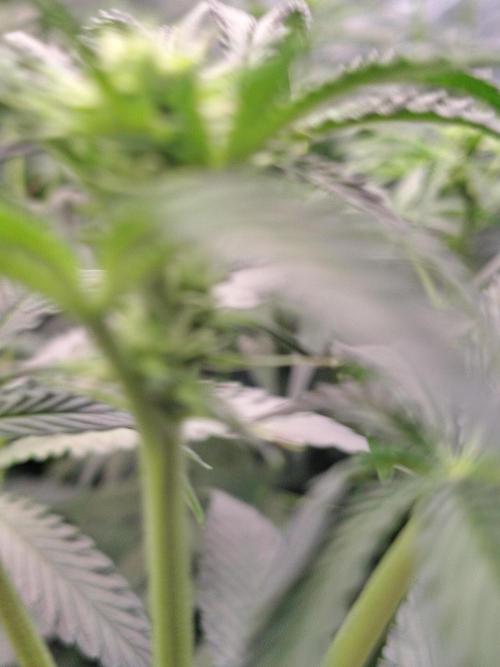 Grizzly Glue. Week 8