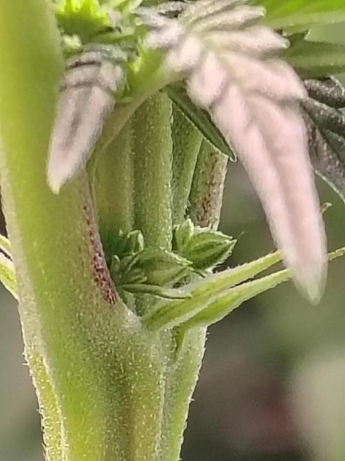 Grizzly Glue. Week 8