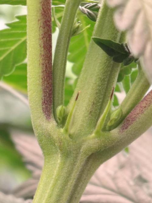 Grizzly Glue. Week 8