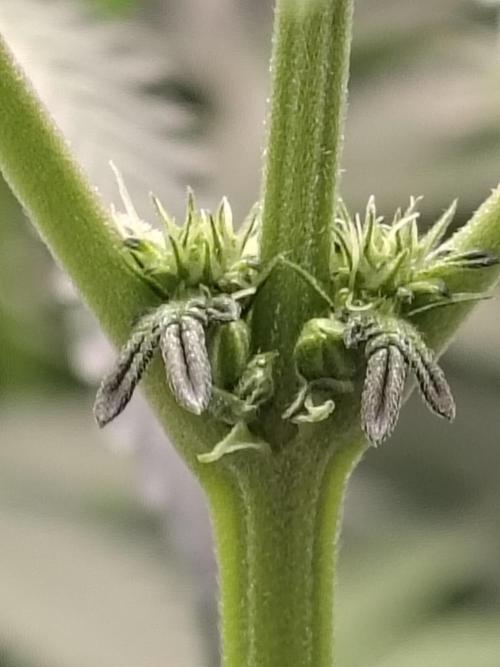 Grizzly Glue. Week 9