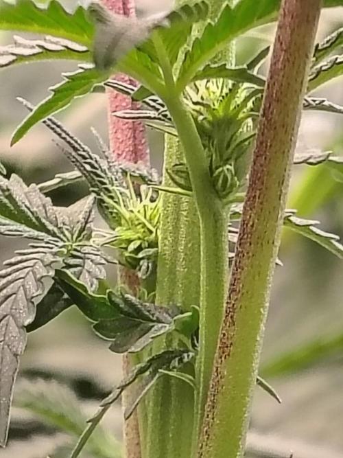 Grizzly Glue. Week 9