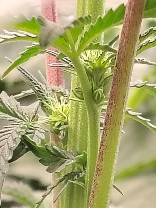 Grizzly Glue. Week 9