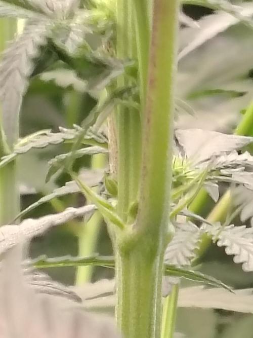 Grizzly Glue. Week 9