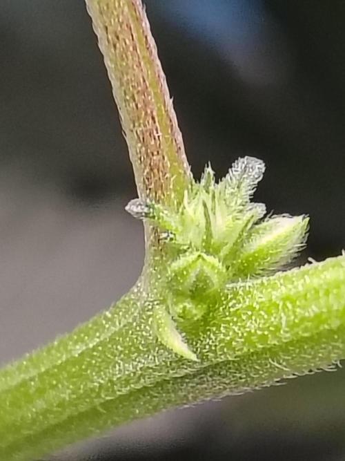 Grizzly Glue. Week 9