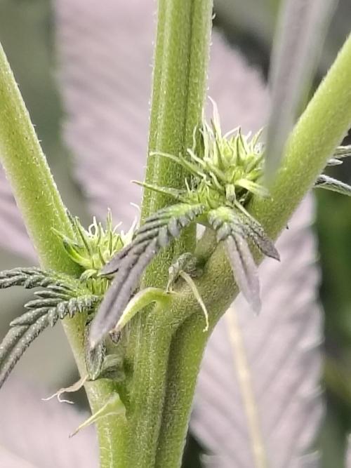 Grizzly Glue. Week 9