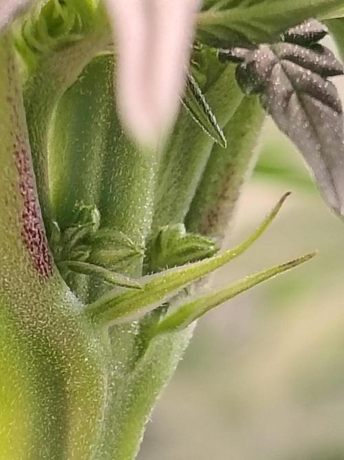 Grizzly Glue. Week 9