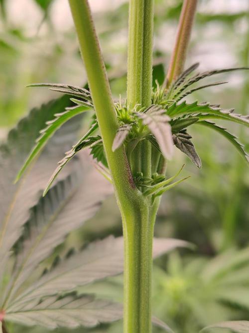 Grizzly Glue. Week 9