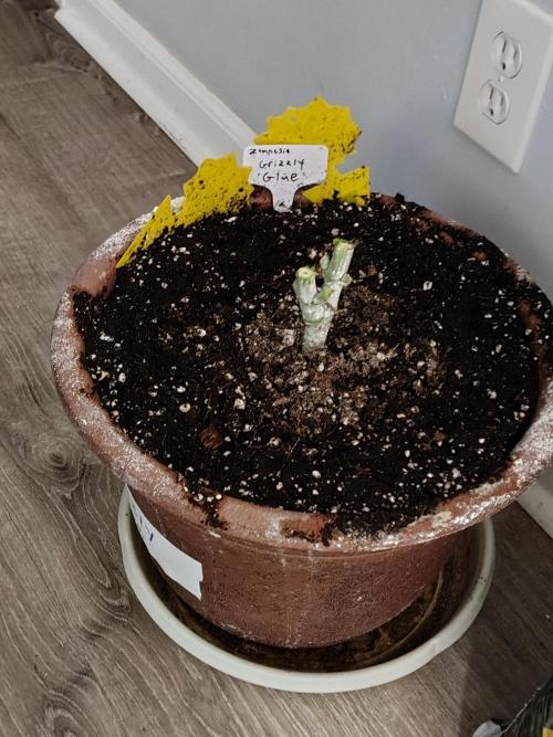 Grizzly Glue. Week 9