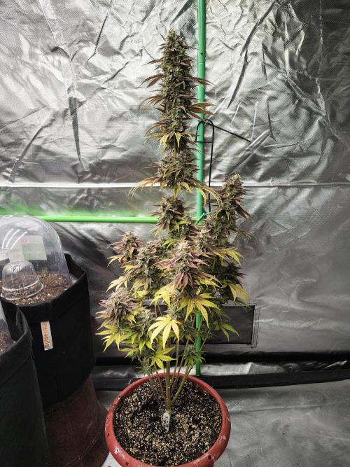 Face Fat (Run #2). Week 13