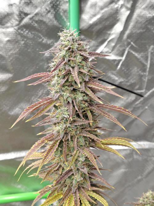 Face Fat (Run #2). Week 13