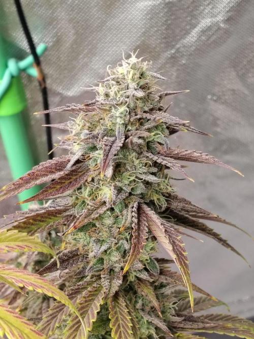 Face Fat (Run #2). Week 13