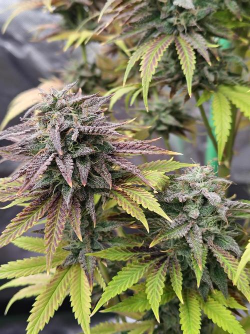 Face Fat (Run #2). Week 13