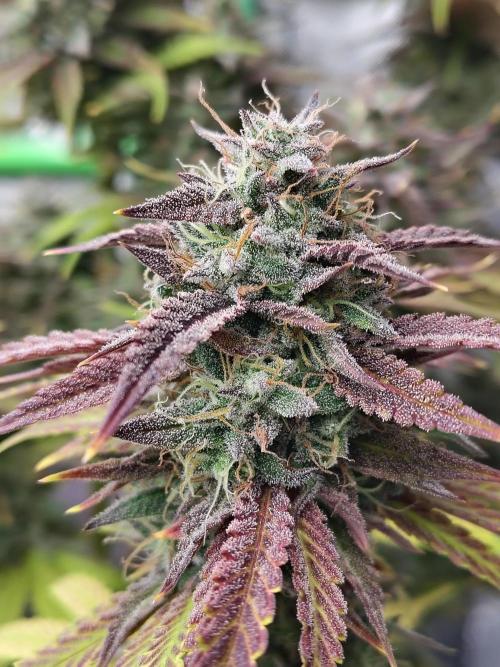 Face Fat (Run #2). Week 13