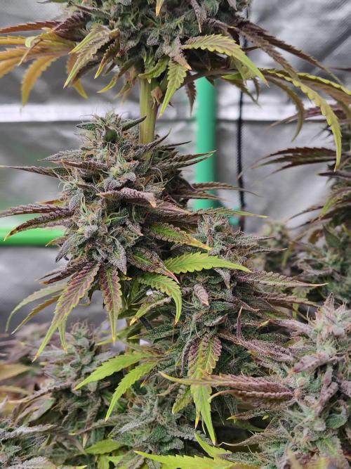 Face Fat (Run #2). Week 13