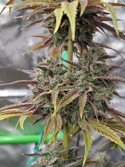 Face Fat (Run #2). Week 13