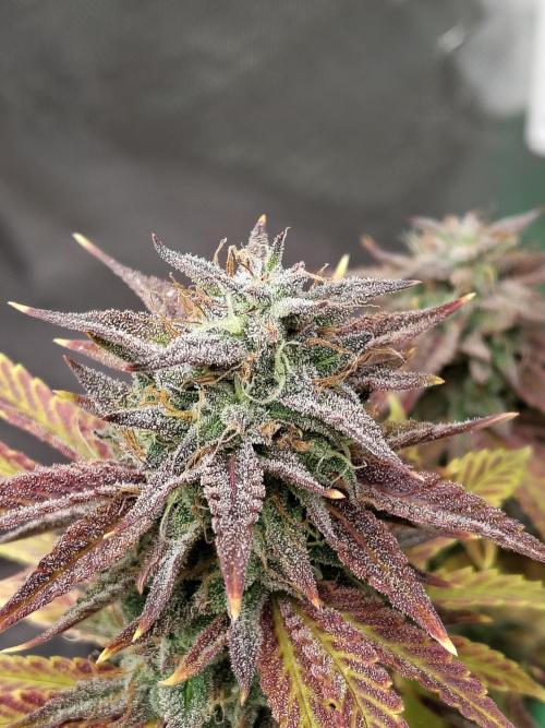 Face Fat (Run #2). Week 13