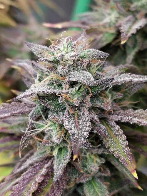 Face Fat (Run #2). Week 13