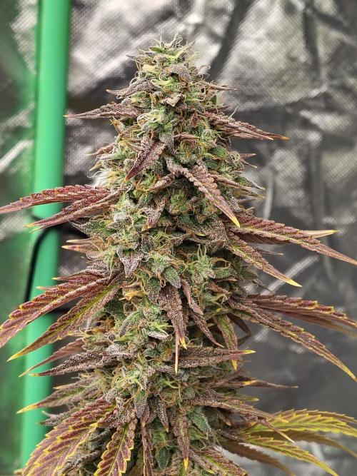 Face Fat (Run #2). Week 13