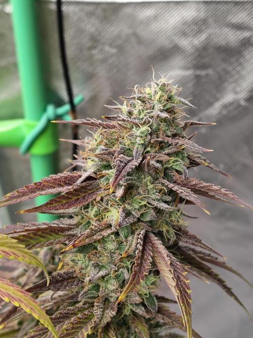 Face Fat (Run #2). Week 13