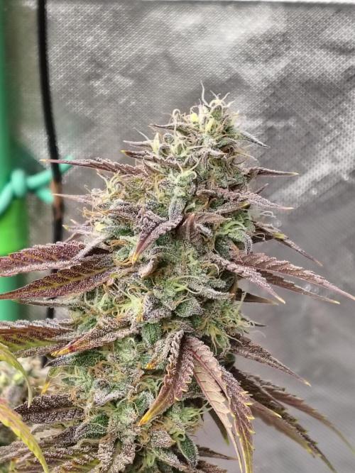 Face Fat (Run #2). Week 13