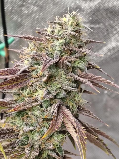 Face Fat (Run #2). Week 13