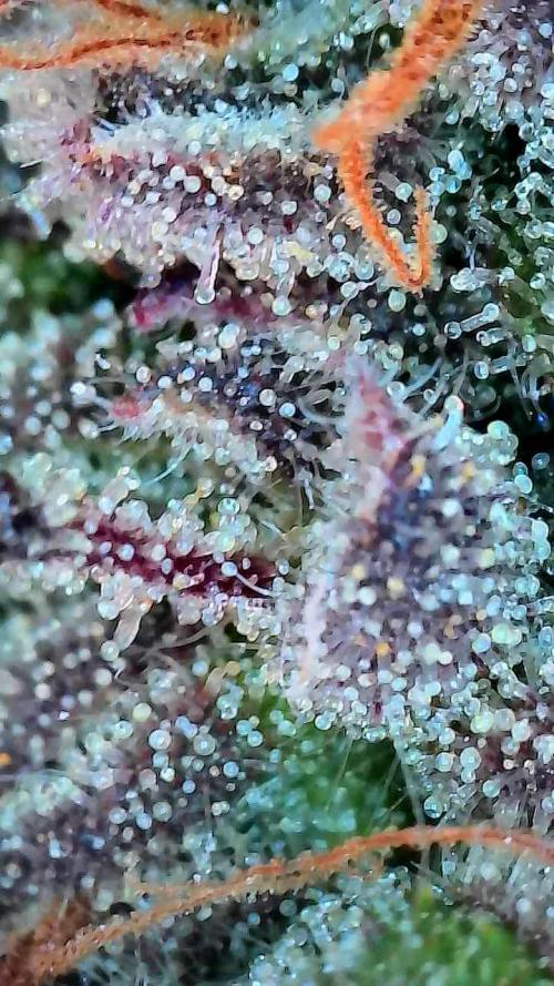 Face Fat (Run #2). Week 13