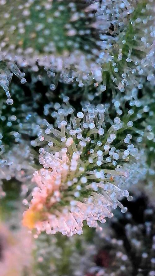 Face Fat (Run #2). Week 13