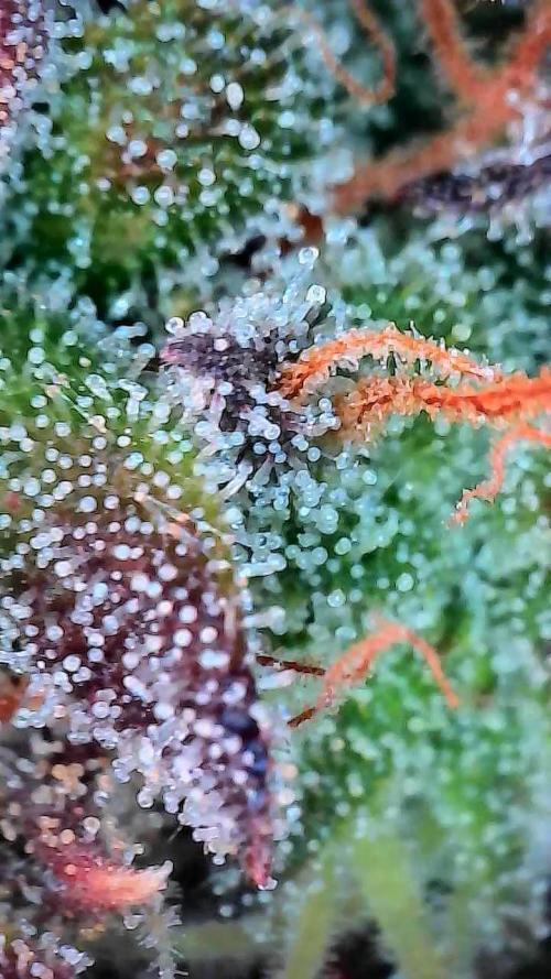 Face Fat (Run #2). Week 13