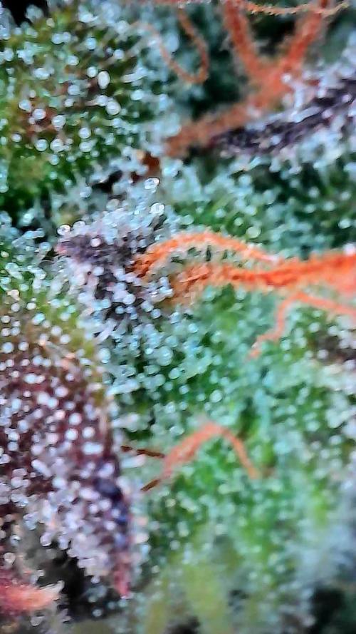 Face Fat (Run #2). Week 13