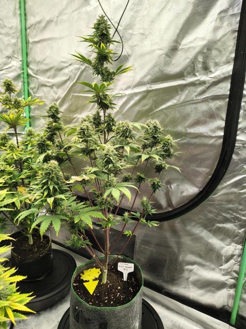 FrostBanger Auto. Week 8