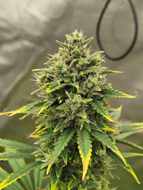 FrostBanger Auto. Week 8