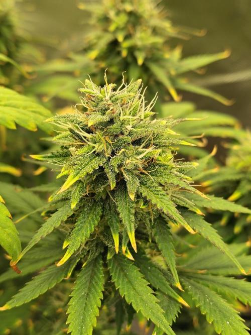 FrostBanger Auto. Week 8