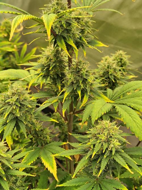 FrostBanger Auto. Week 8