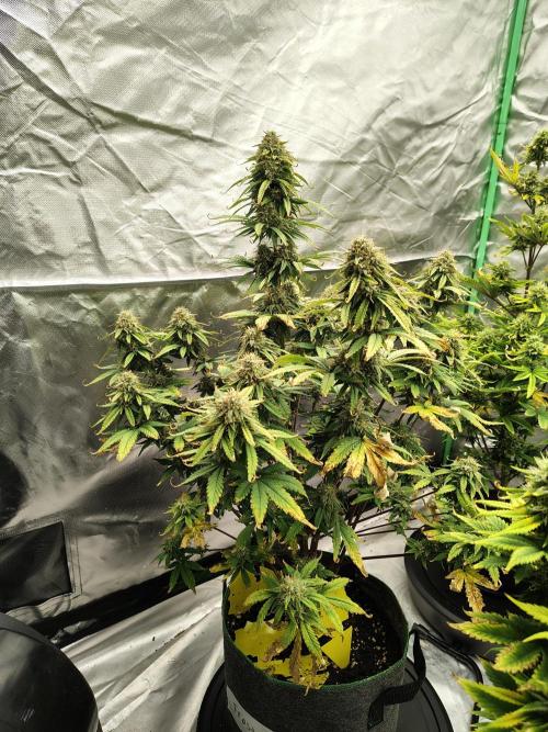 FrostBanger Auto. Week 8