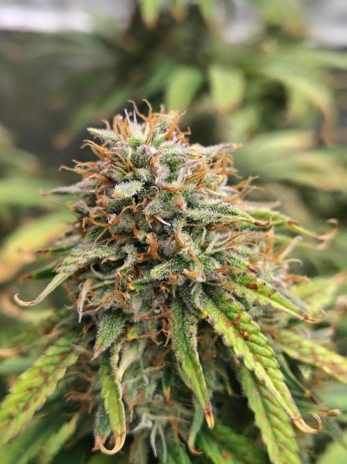 FrostBanger Auto. Week 8