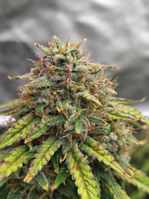 FrostBanger Auto. Week 8