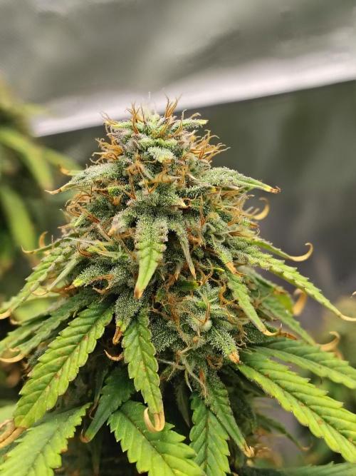 FrostBanger Auto. Week 8