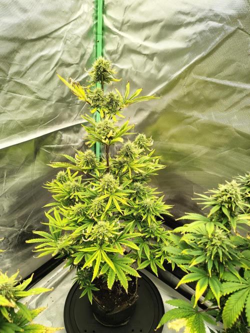 Juicy Blues Auto (Run #2). Week 9