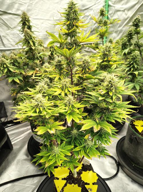 Juicy Blues Auto (Run #2). Week 9