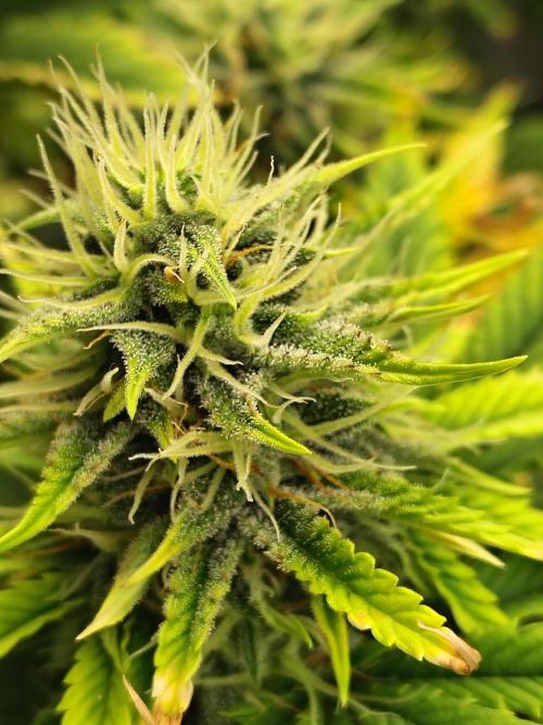 Juicy Blues Auto (Run #2). Week 9