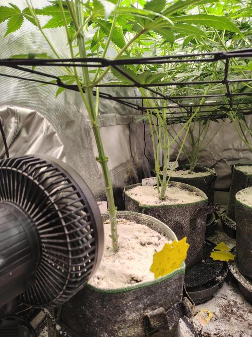 RS11 (Rainbow Sherbet). Week 6