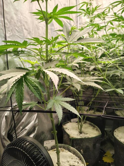 RS11 (Rainbow Sherbet). Week 6